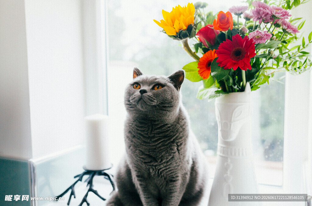 窗边猫咪伴缤纷鲜花