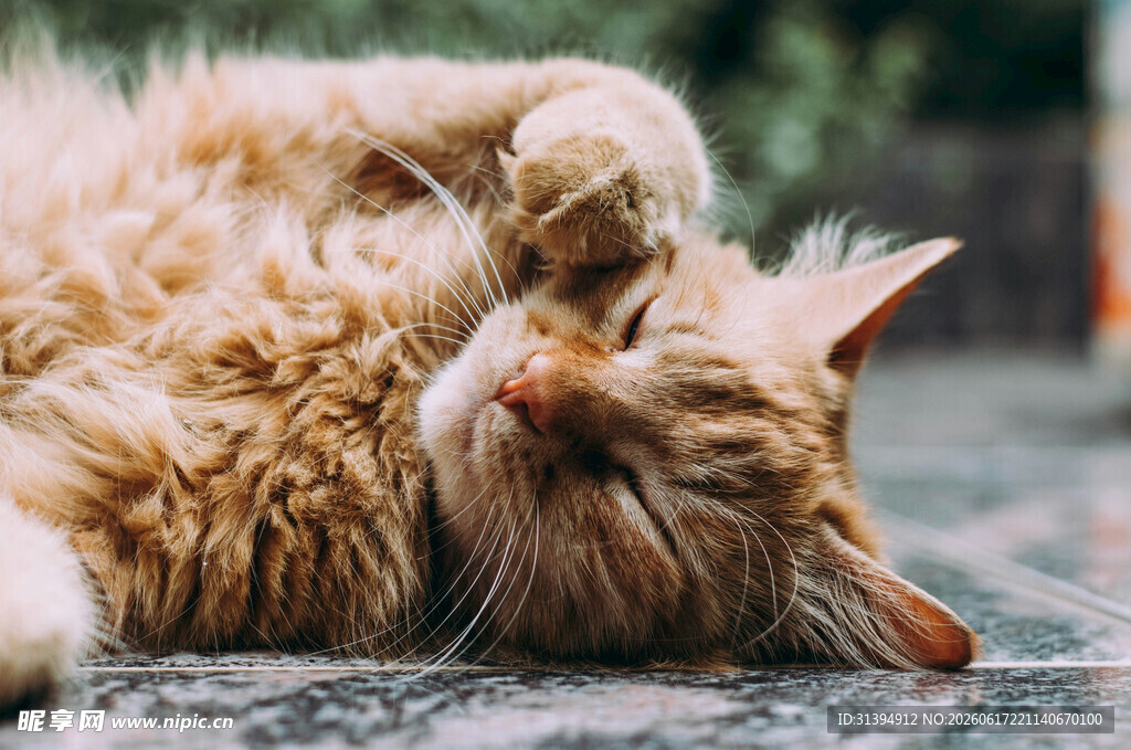 慵懒猫咪惬意躺卧