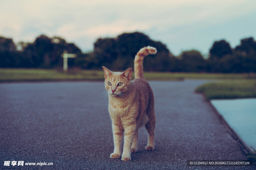 路上漫步的橘猫