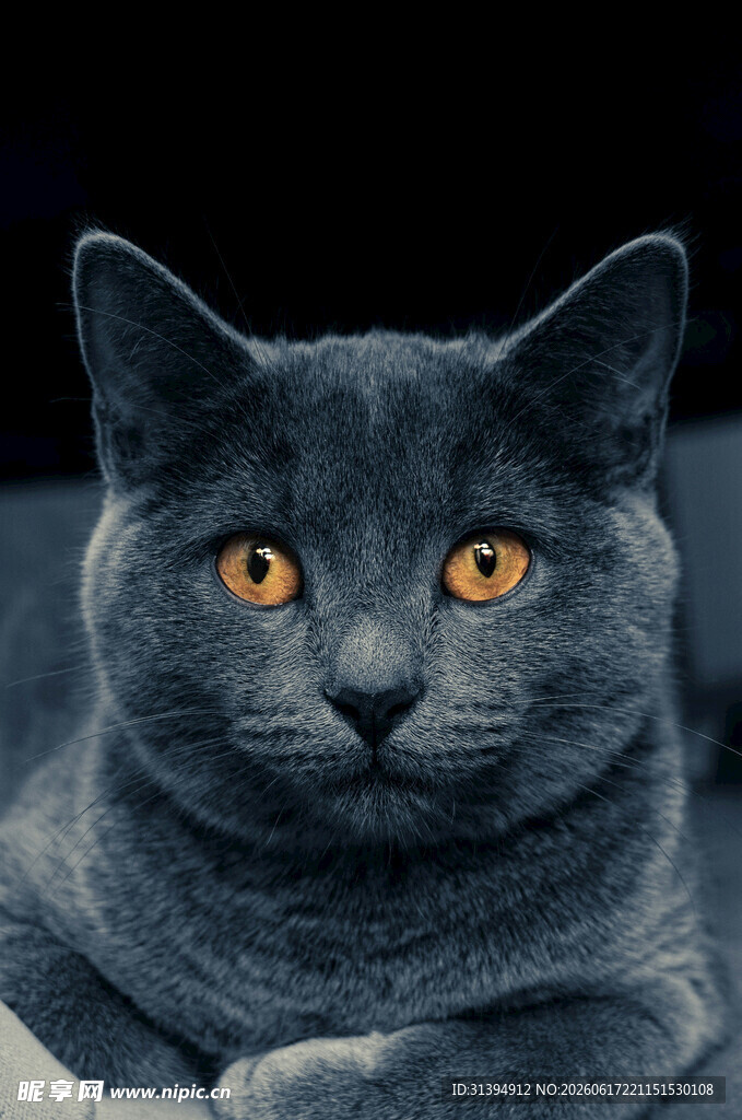 蓝猫凝视特写