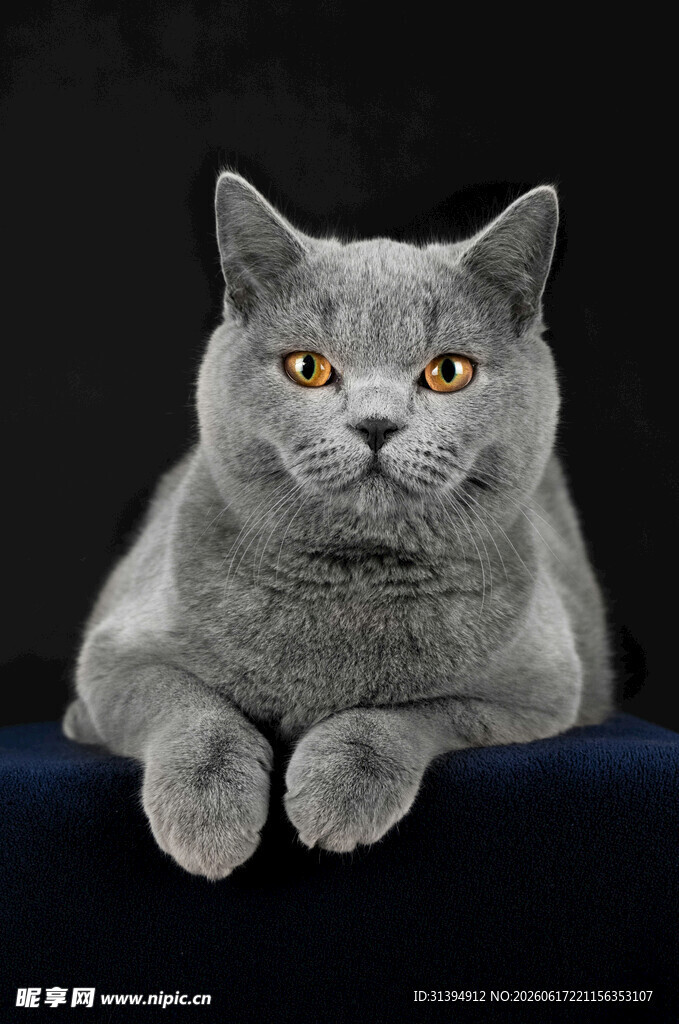 灰色萌猫趴坐姿态