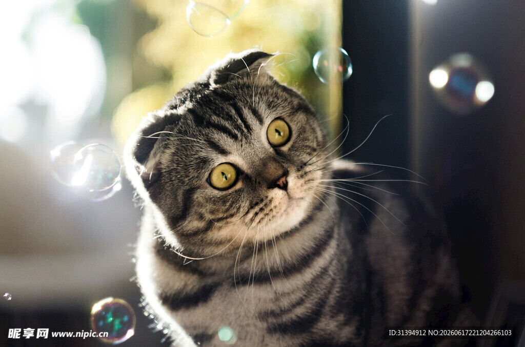 萌猫赏泡泡