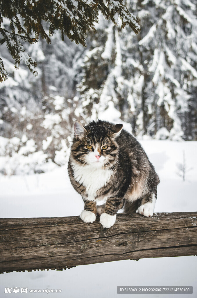 雪林中的猫咪