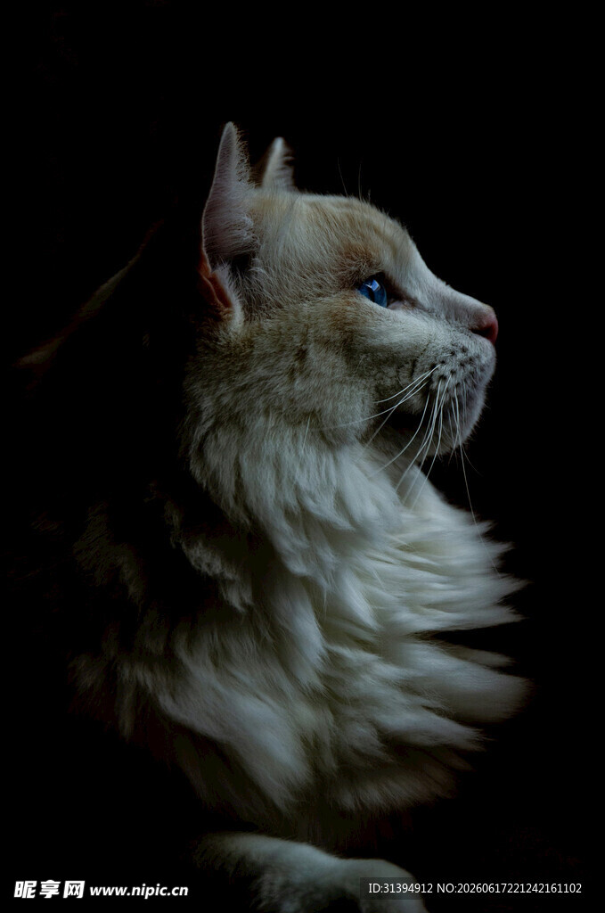 优雅长毛猫的侧颜特写