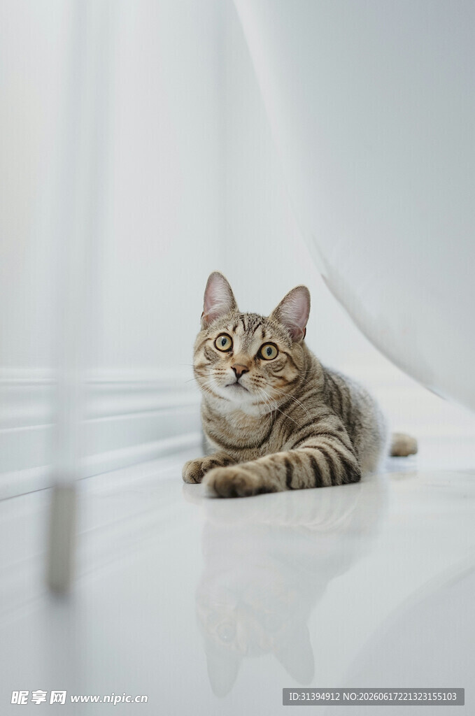 可爱猫咪趴于光滑地面