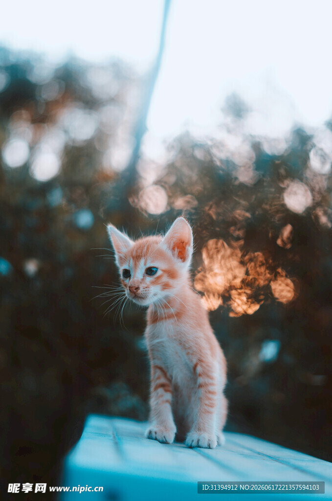 阳光下的可爱小猫咪