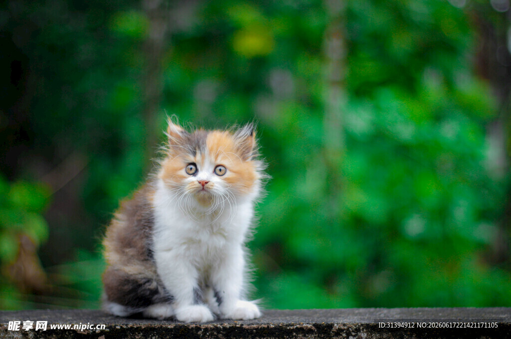 可爱三色小猫坐于绿意中