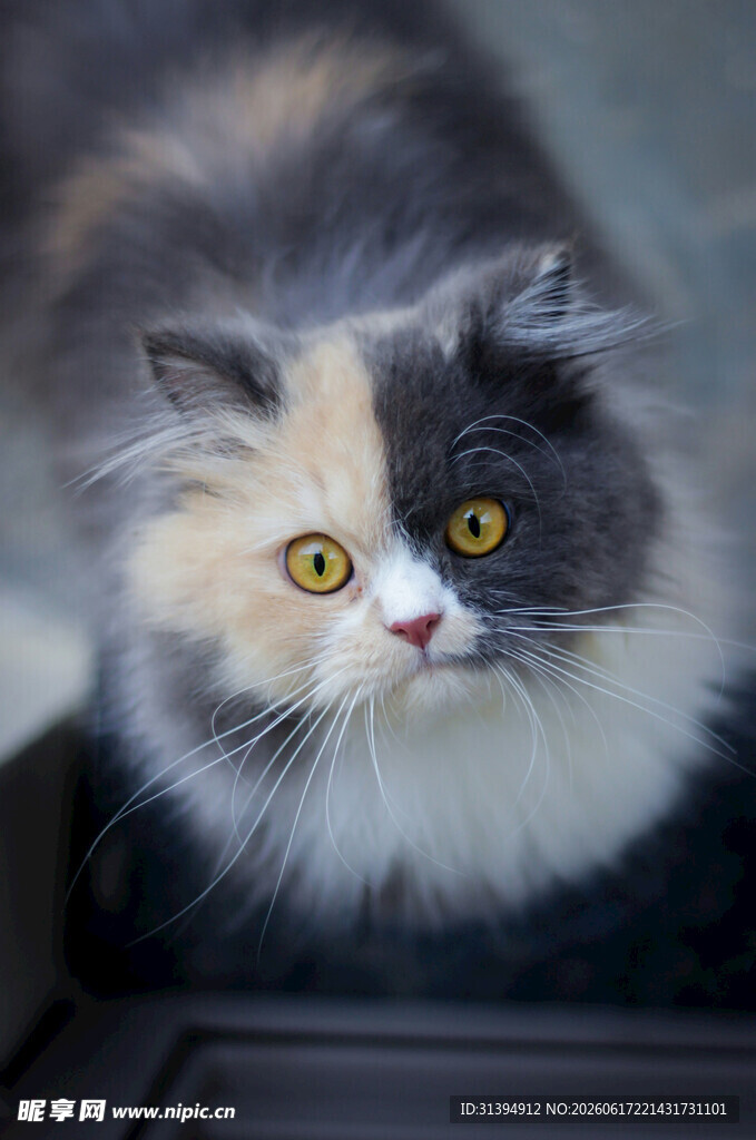 双色萌猫特写