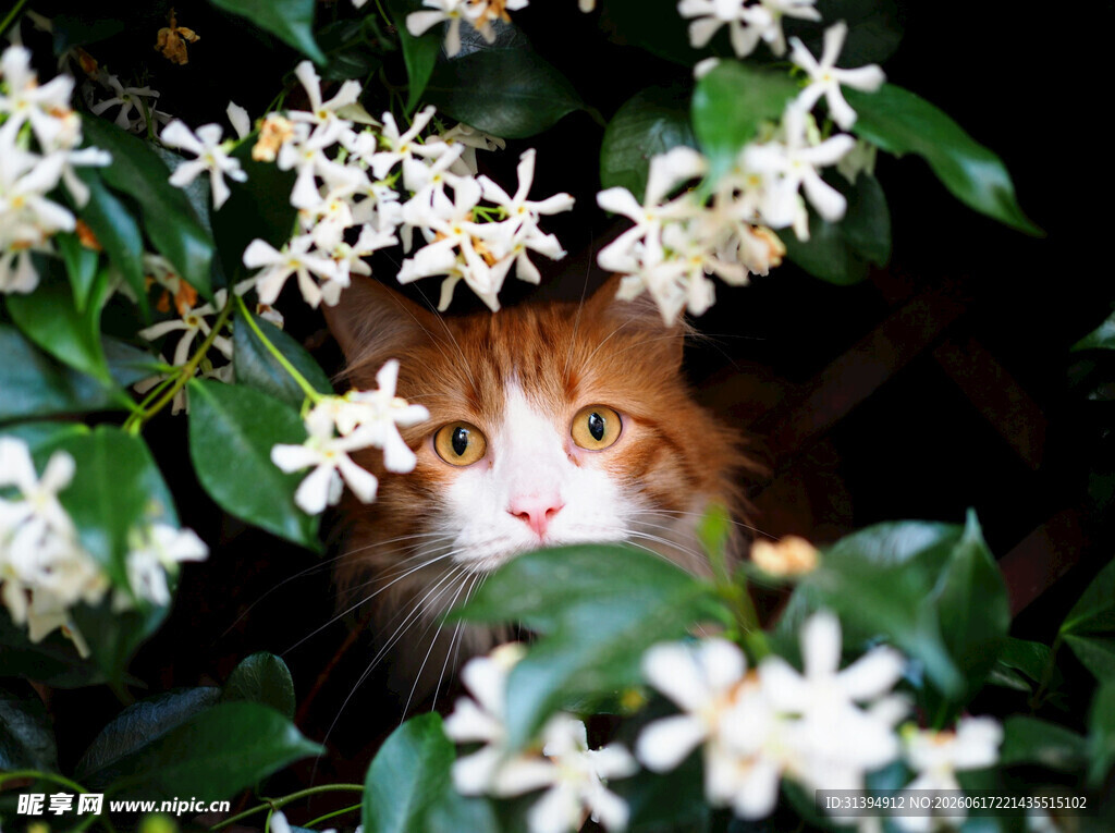 花丛中探出头的可爱猫咪