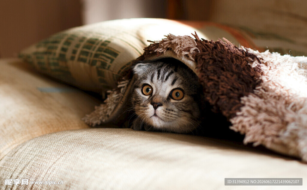 毛毯中探头的可爱猫咪