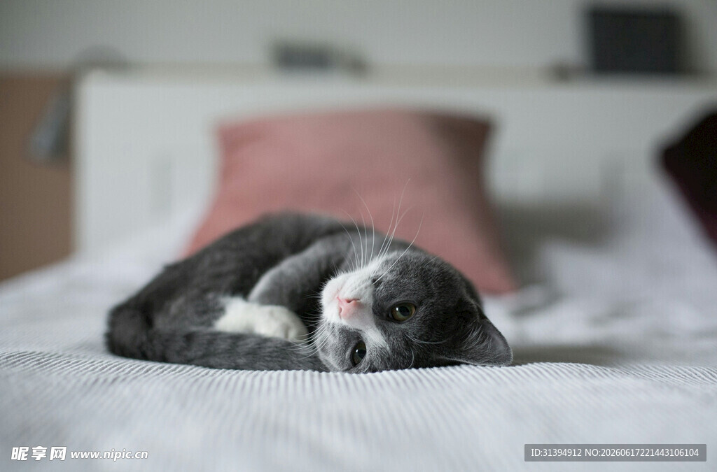 酣睡的猫咪