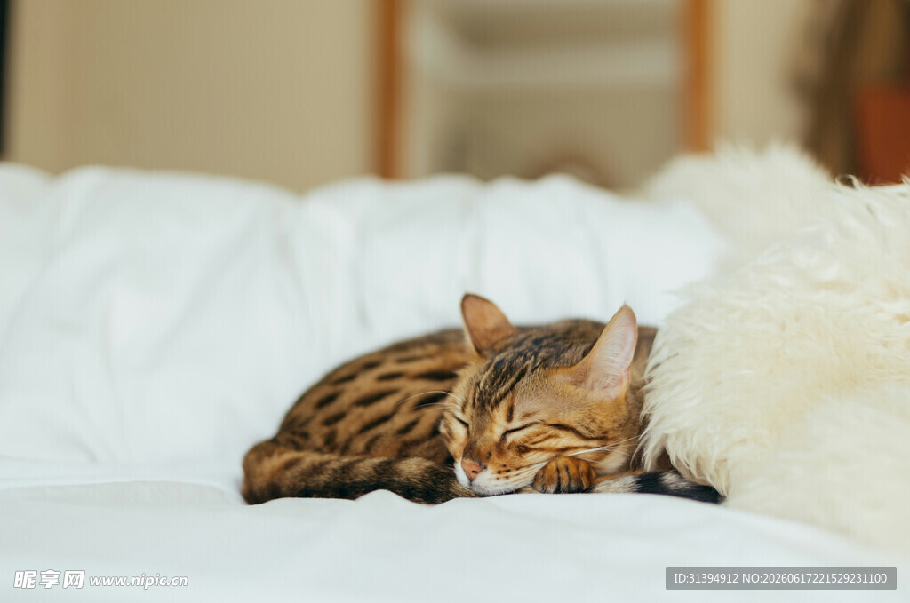 酣睡的斑纹猫咪