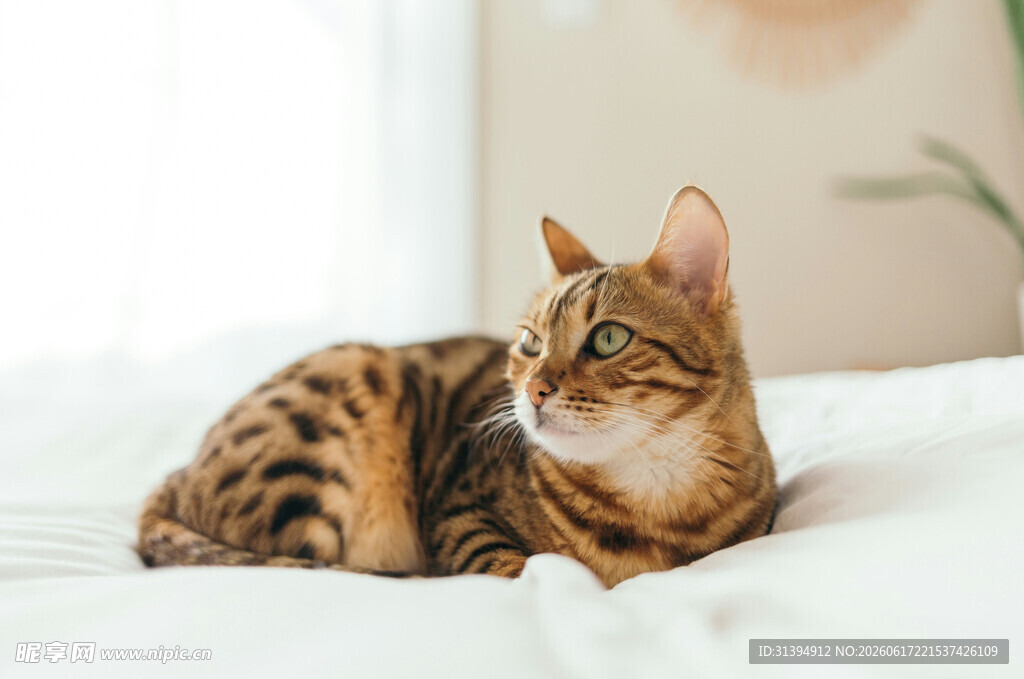 斑纹猫咪惬意躺卧