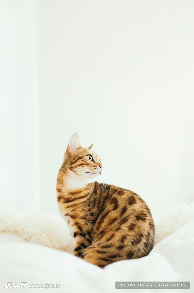 斑纹猫咪坐于柔软织物上