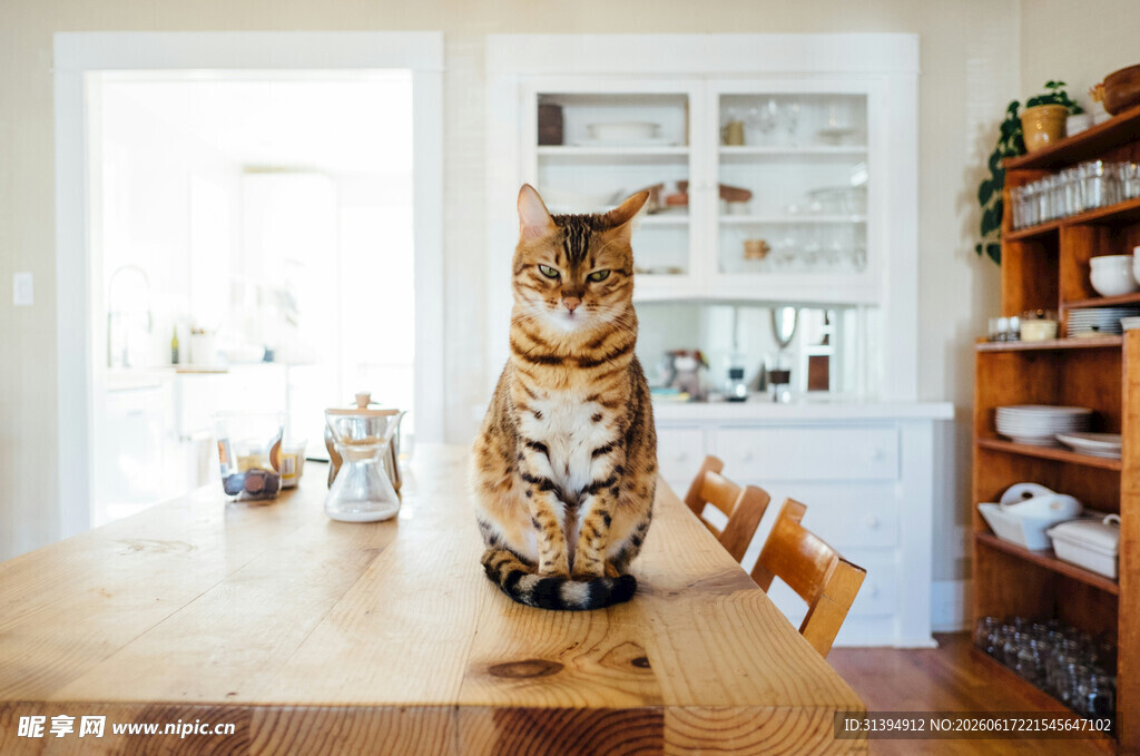 桌上堆叠的可爱猫咪摆件