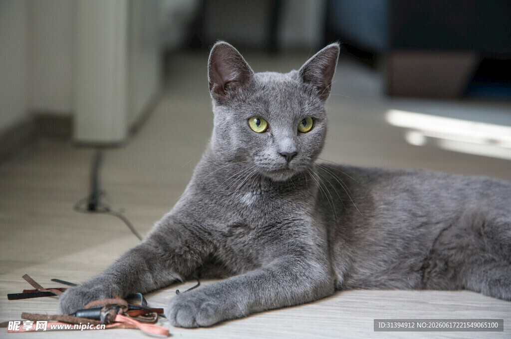 灰色小猫趴地玩小物件