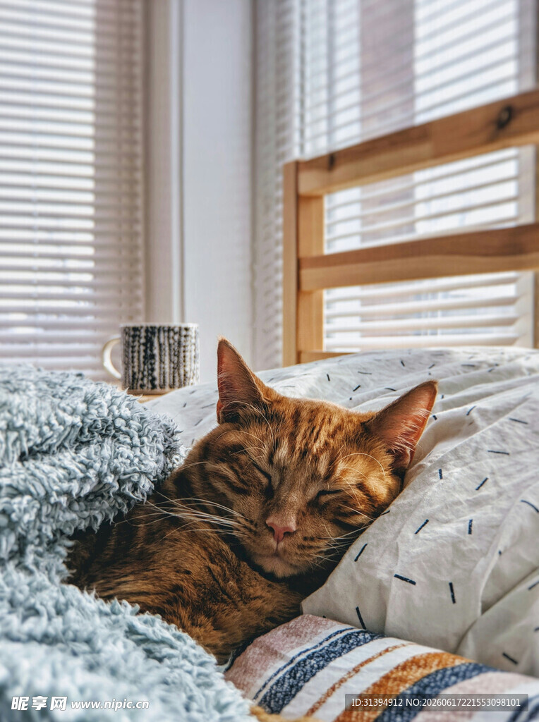 慵懒猫咪窝在舒适毛毯中