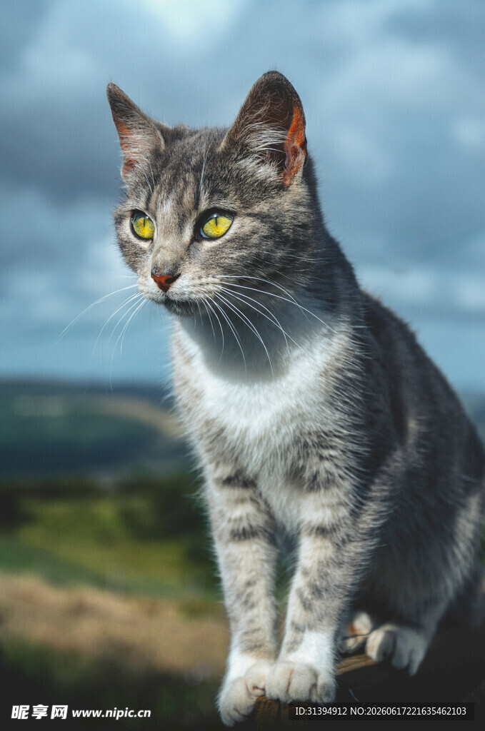 灰白斑纹猫眺望远方
