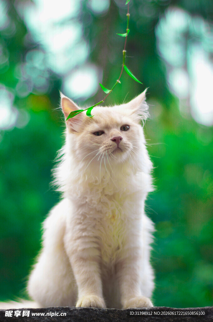 戴精灵耳的可爱猫咪