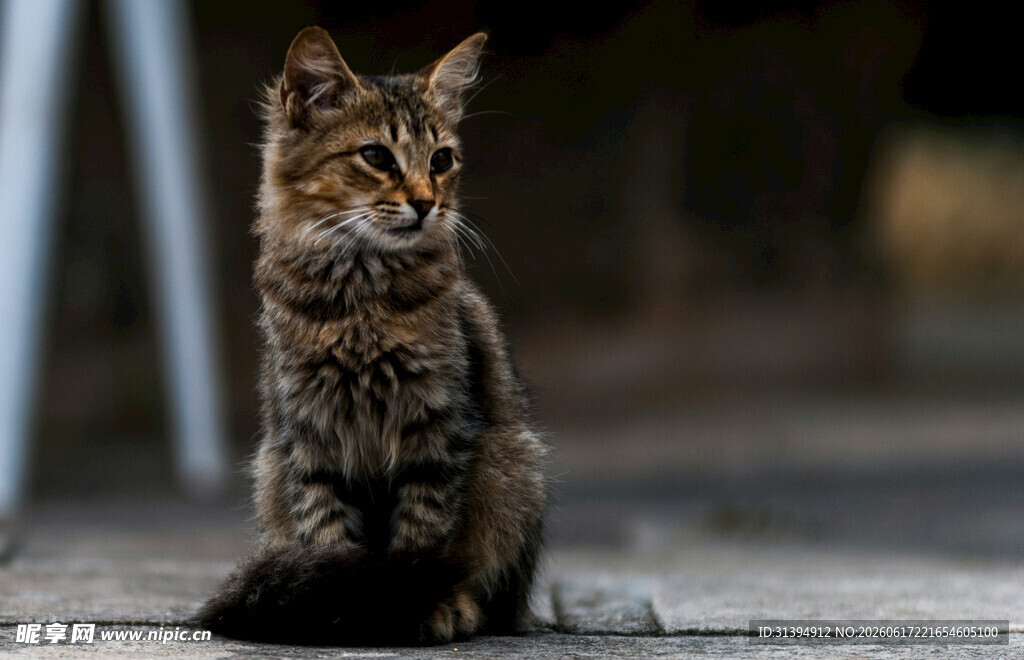 可爱小猫坐地扭头张望