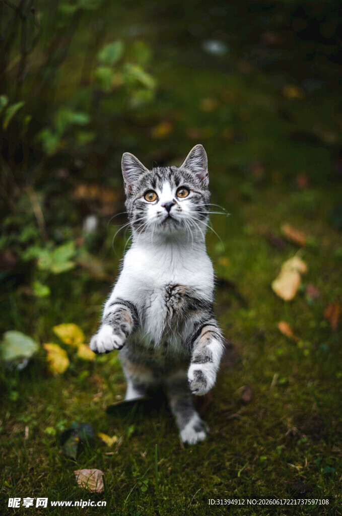 站立的萌猫在绿意中