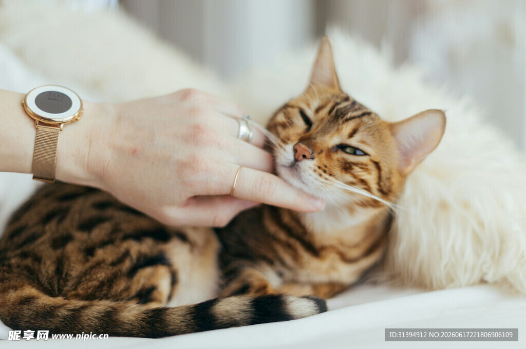 人猫亲昵互动瞬间