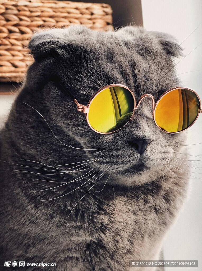 戴墨镜的酷萌灰猫