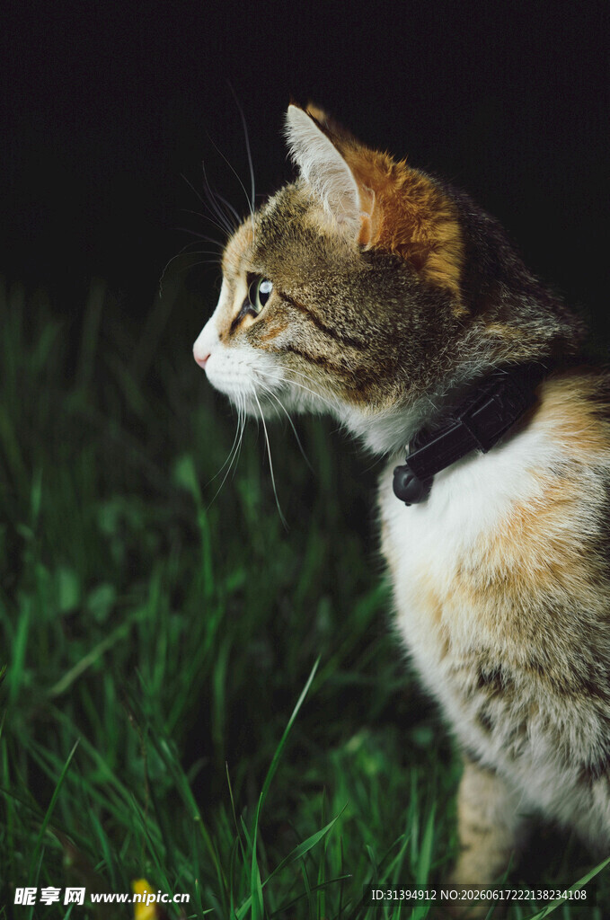 草地上戴项圈的猫咪