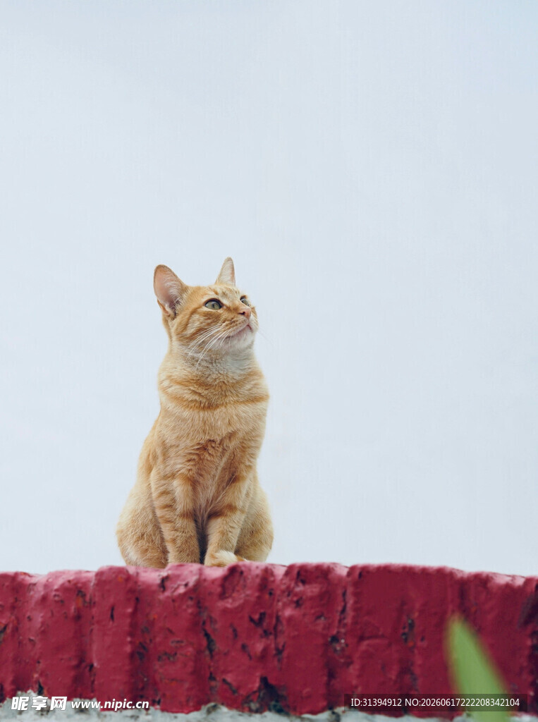 橘猫蹲坐墙头望天空