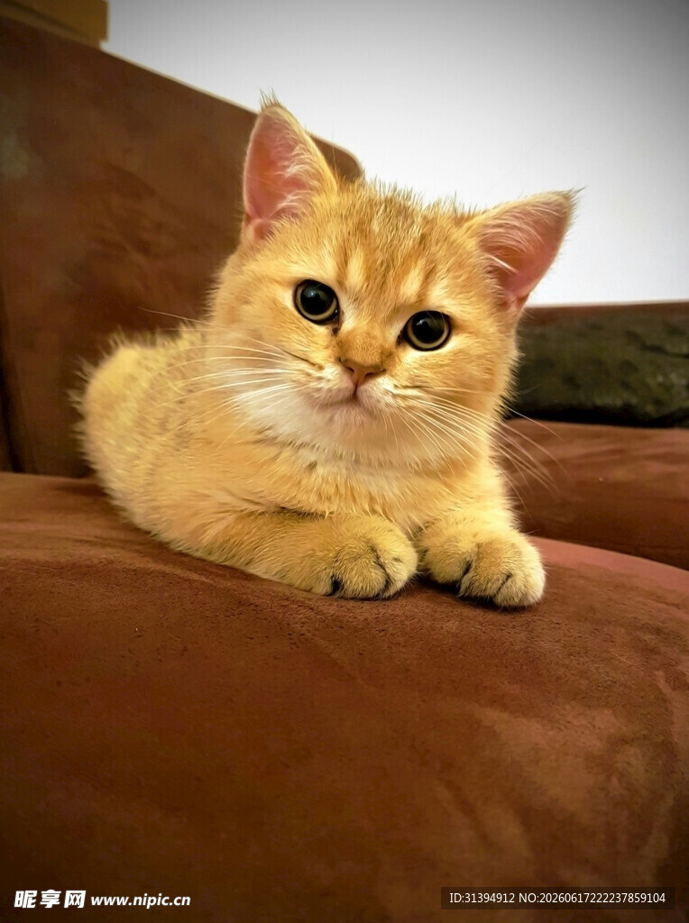 橘猫慵懒趴沙发