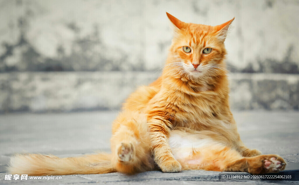 橘猫悠闲坐姿特写