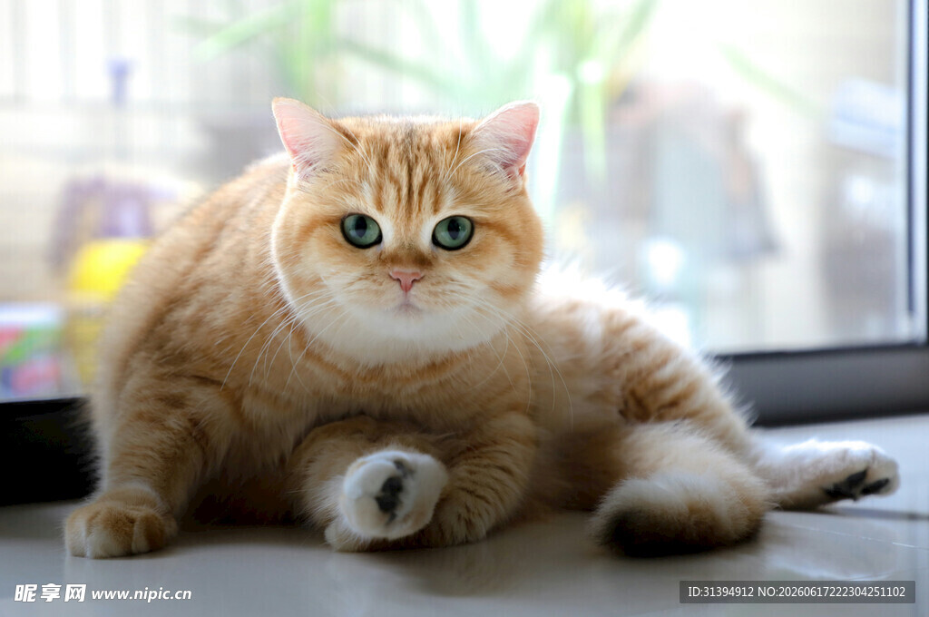 橘色萌猫惬意趴坐