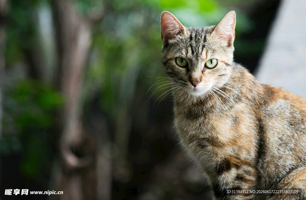 户外可爱斑纹猫咪