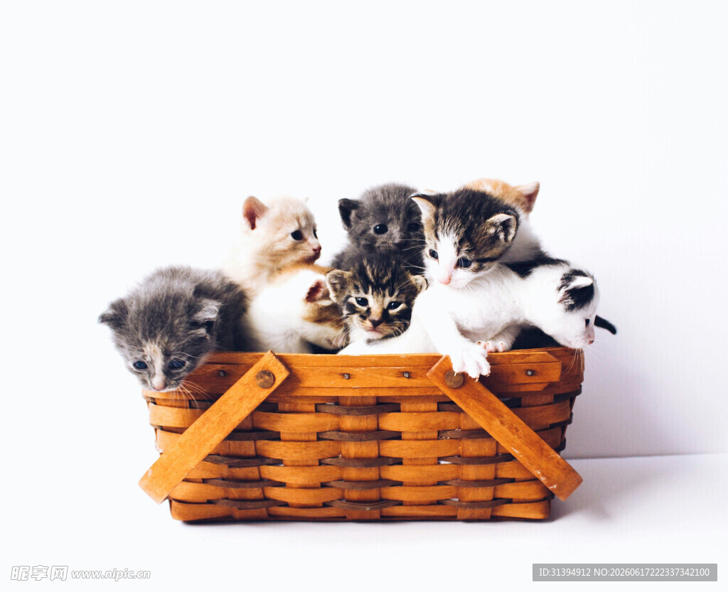 篮子里的可爱小猫咪
