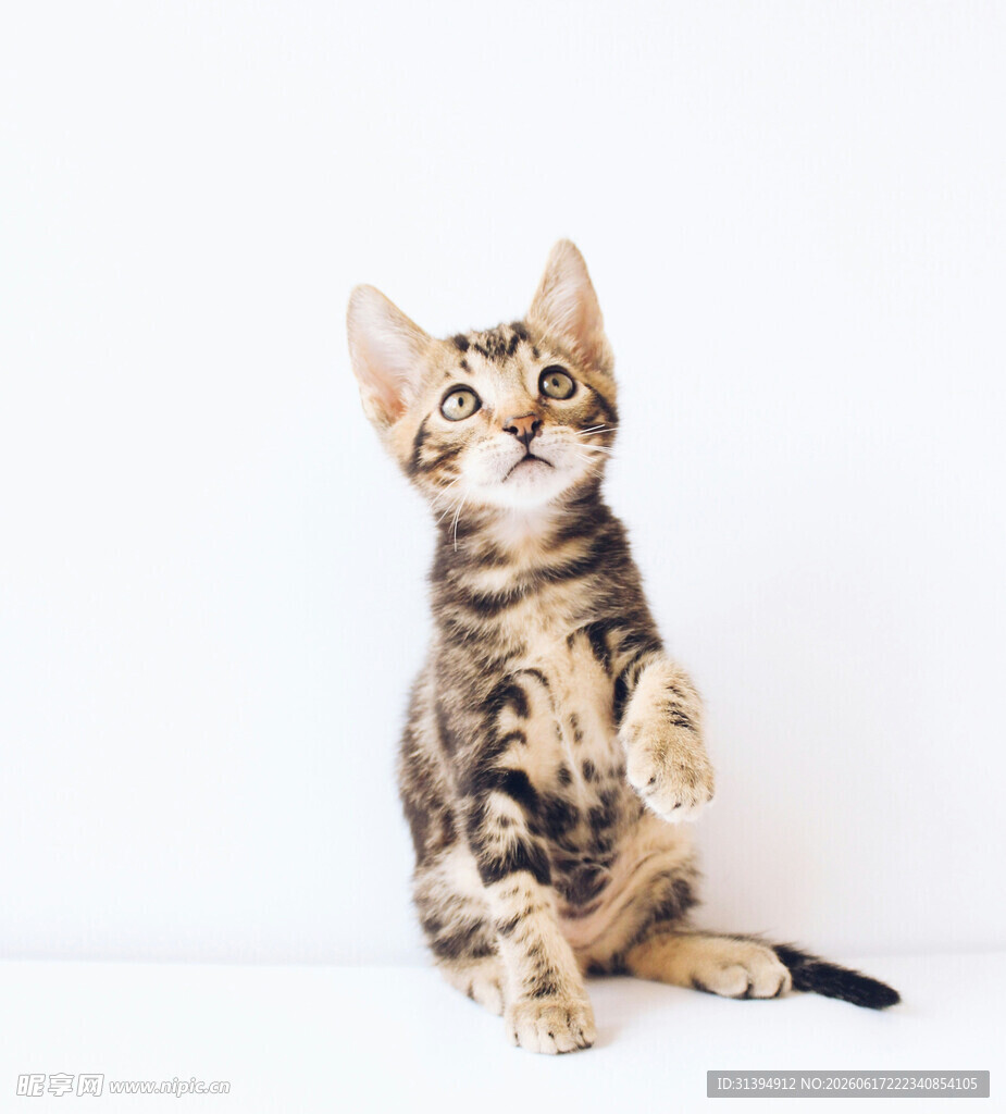 可爱小猫端坐抬头张望
