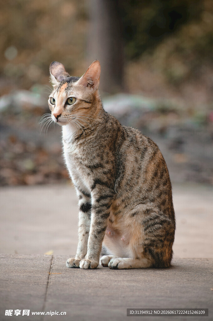 斑纹猫咪端坐户外