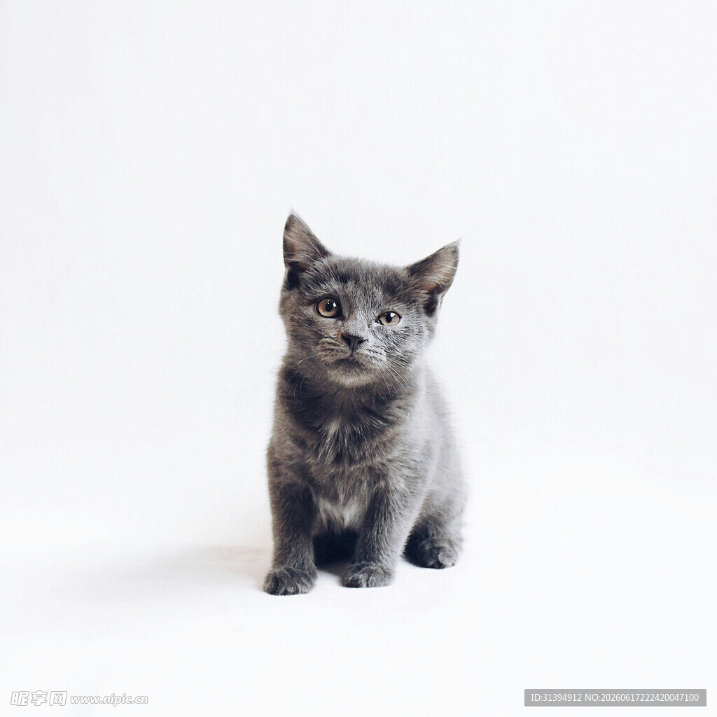 可爱小灰猫端坐卖萌