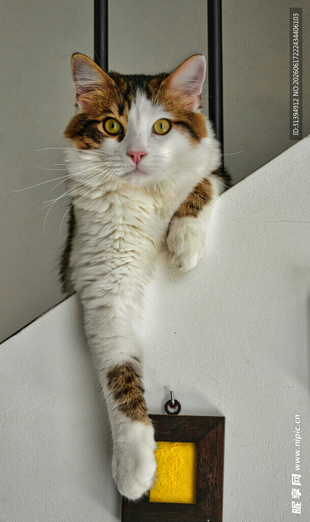 猫咪扒墙好奇张望