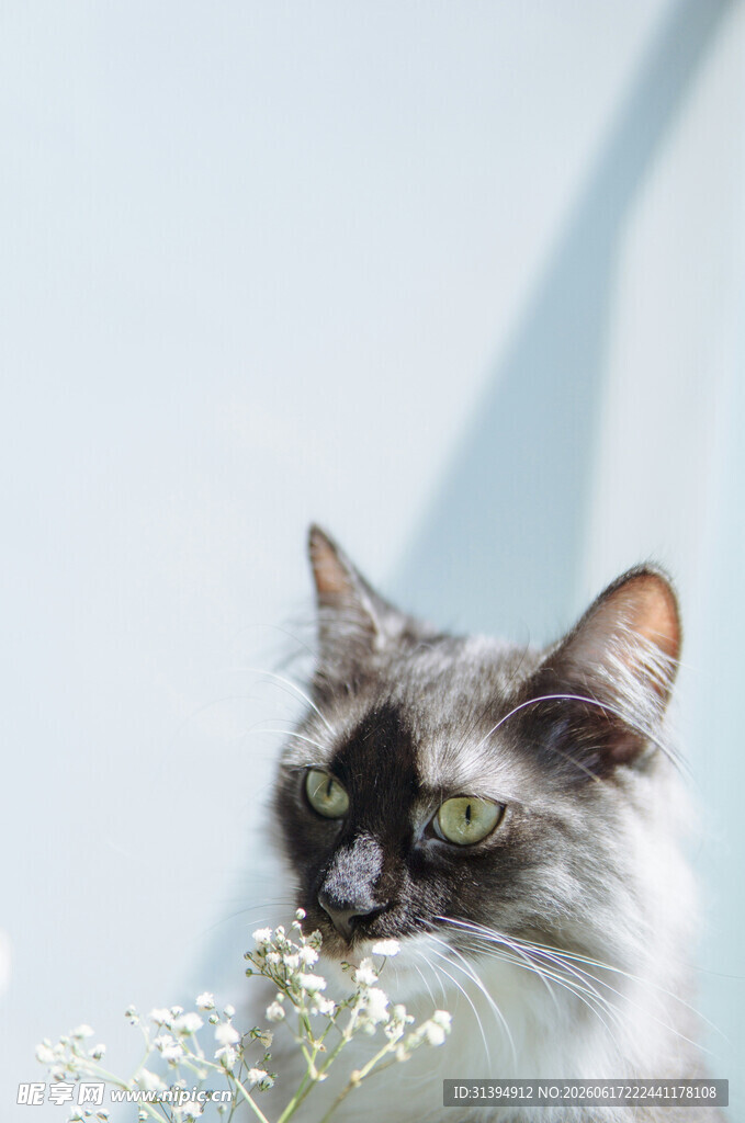 猫咪嗅闻白色小花