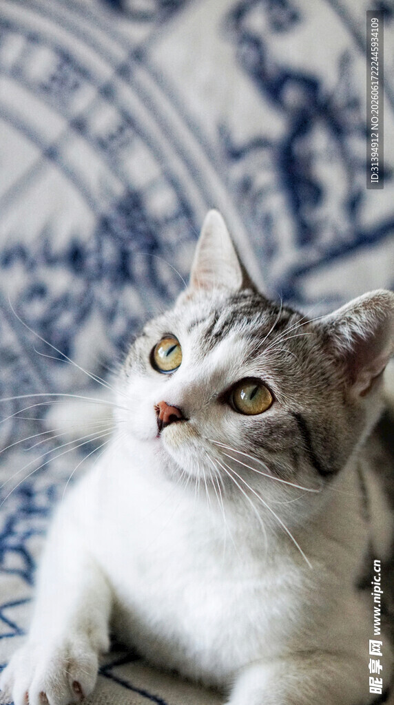 可爱猫咪抬头望