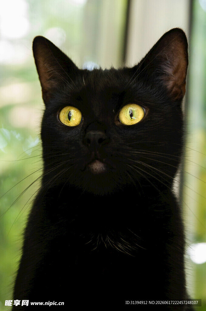 黑猫凝视