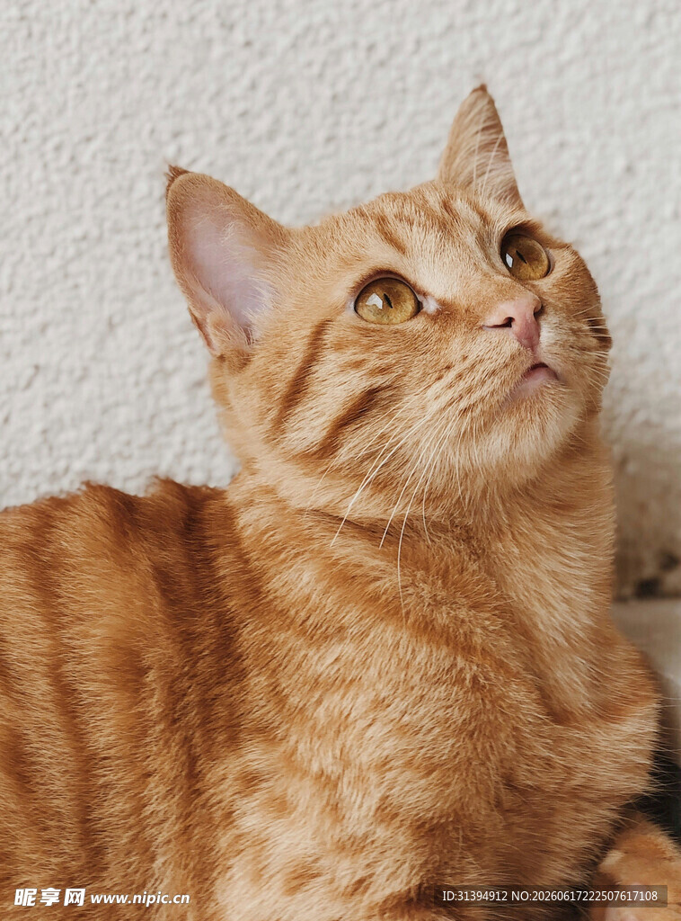 橘猫仰头望向上方