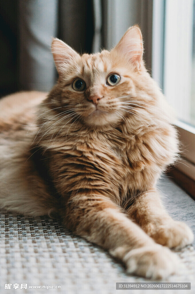 慵懒长毛猫惬意趴卧