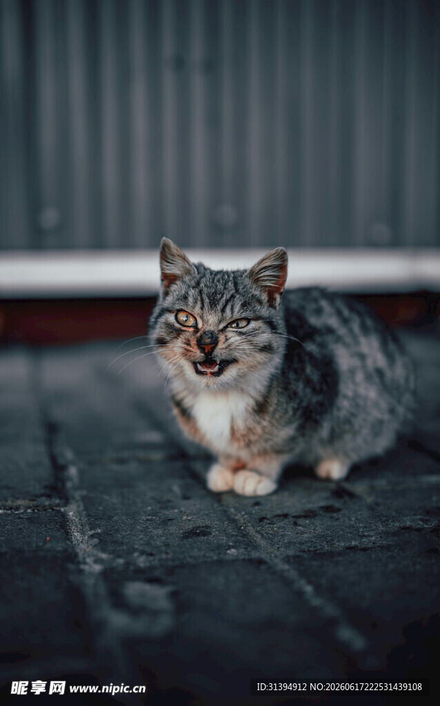 可爱猫咪蹲坐地面