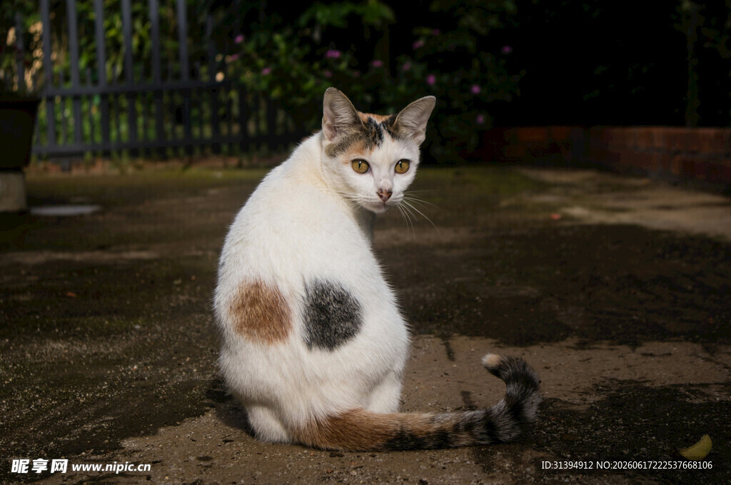 斑点猫蹲坐于户外地面