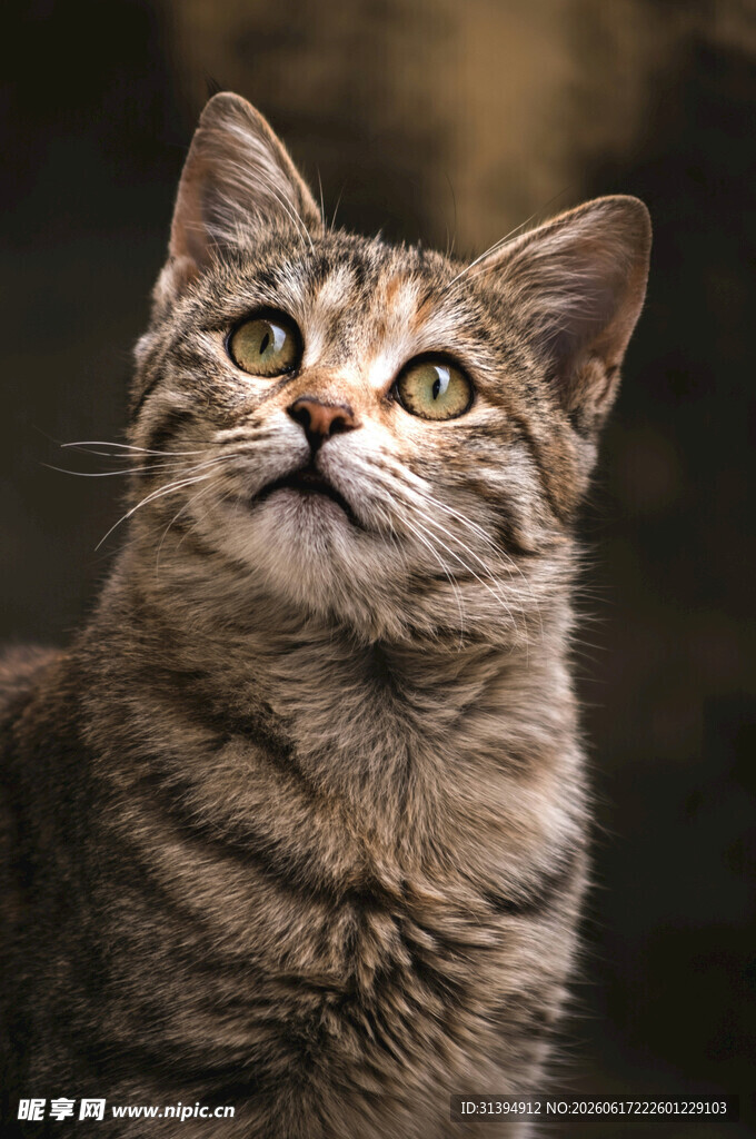 仰望的斑纹猫