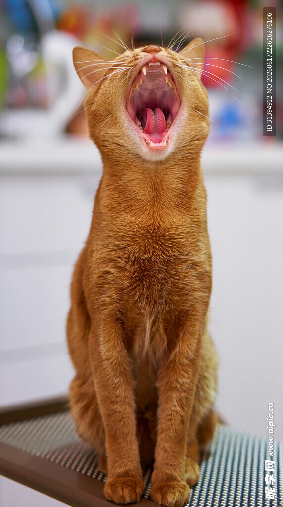 打哈欠的橘猫