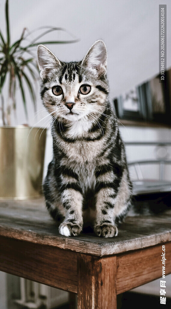 可爱条纹猫端坐木桌