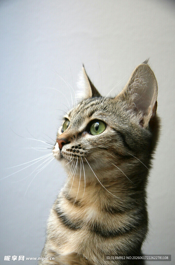 可爱条纹猫抬头凝视