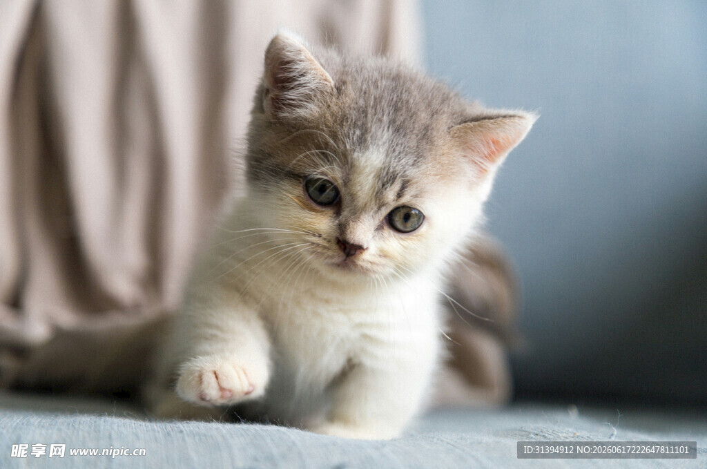 可爱小奶猫向前迈步
